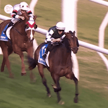 Whr GIF by World Horse Racing