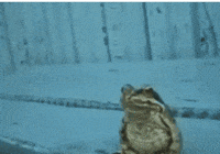Frog Bullfrog GIF