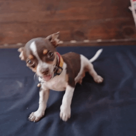 guidetobetterliving giphyupload dog puppy doggo GIF