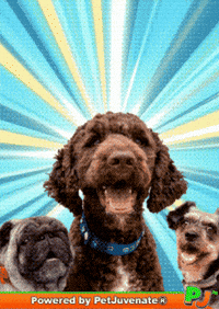 PetJuvenate petjuvenate henlo hooman fren love rescue dogs treatos and woofer for pupper GIF
