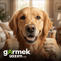 Happy Dog Tamam GIF by Görmek Lazım