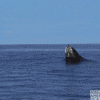 Bbc Earth Jump GIF by BBC America