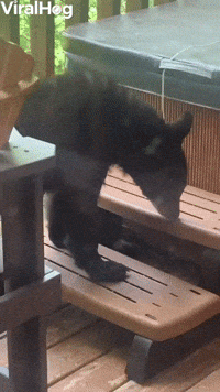 Bear Climbs up to Investigate Cabin Deck