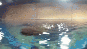 georgiaaquarium  GIF