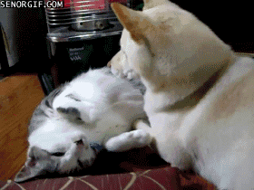 its all good cat GIF by Cheezburger