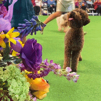 Dog Show GIF by Westminster Kennel Club