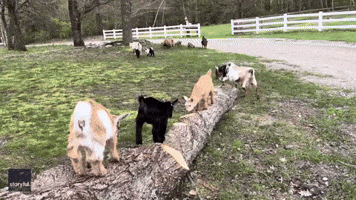 Energetic Baby Goats Bop Around Maine Farm