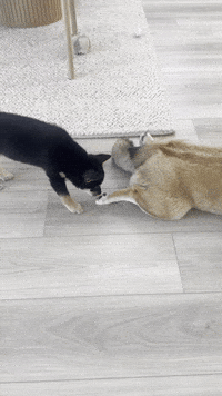 Dog Puppy GIF
