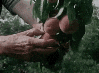 Farming Peaches GIF by Archives of Ontario | Archives publiques de l'Ontario