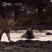 Pbs Nature Lion GIF by Nature on PBS