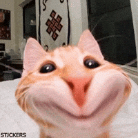 Cat Meow GIF