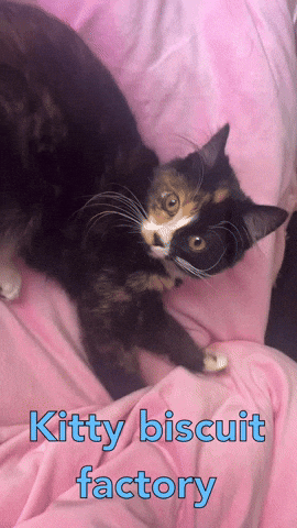Happy Cat GIF by Flickplay