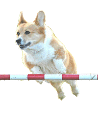 Dog Jump Sticker