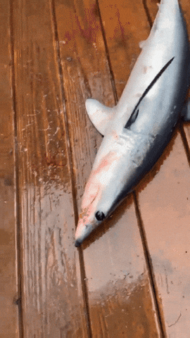 248164ee043244a5801b70cdca89e612 giphyupload GIF