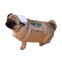 fall pug STICKER by imoji