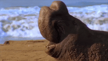 Elephant Seal GIF by Nat Geo Wild