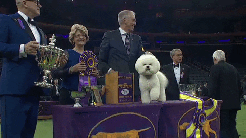 westminster dog show flynn GIF by Westminster Kennel Club