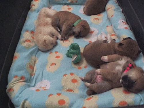 dog sleeping GIF