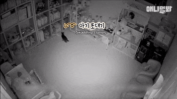 SBSTVAnimal cats animal tv show korea GIF