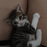 lap GIF