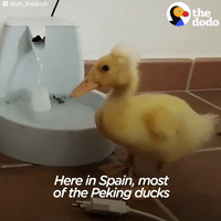 duck GIF by The Dodo