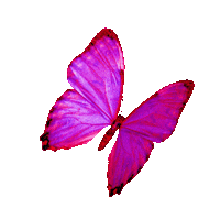 Butterfly Sticker by glamnetic