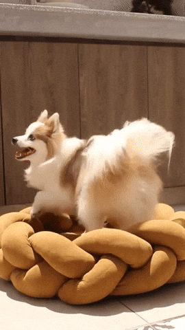 lehiyen222 giphyupload GIF