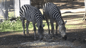 OaklandZoo animals california wildlife zoo GIF