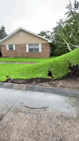 Turf Remains Intact After Tree Uprooted by Effects of Hurricane Ida