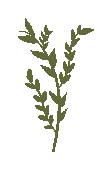 Plant Leaf Sticker by Youngistaan Foundation