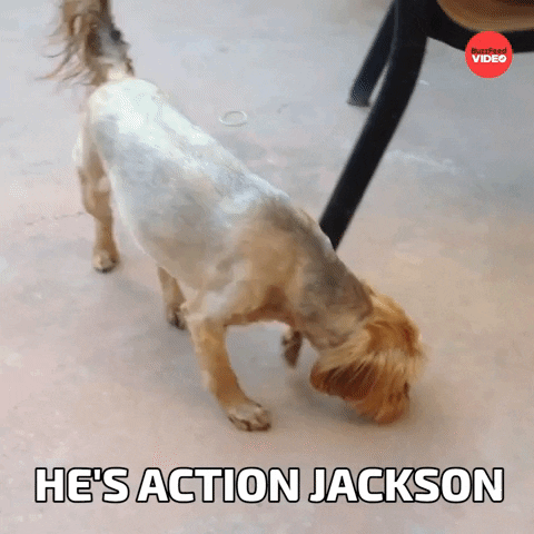 Action Jackson Dog GIF by BuzzFeed