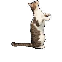 25Cats Sticker by Gray Hat Films