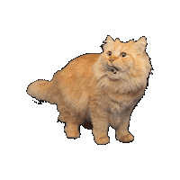 25Cats Sticker by Gray Hat Films