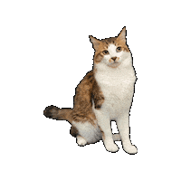 25Cats Sticker by Gray Hat Films