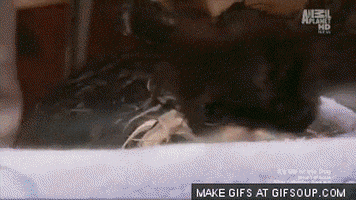 fabulous GIF