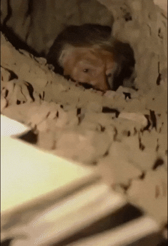 Donald Trump GIF by Respective