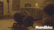 French Dog GIF by Magnolia Pictures