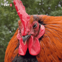 Where Are You Wow GIF by TRT