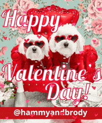 Happy Dog GIF by HammyandBrody