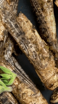 essentofood food new yummy cricket GIF