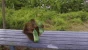 Monkey Drinking GIF
