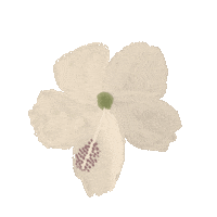 Flower Hawaii Sticker