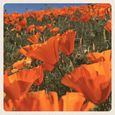 epiphyteproductions giphygifmaker merch rgf real good films GIF