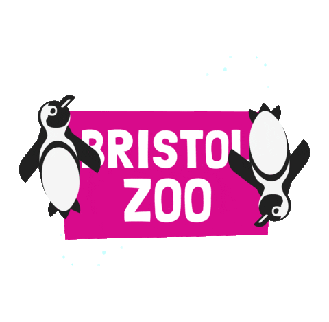 Penguins Bzg Sticker by BristolZooGardens
