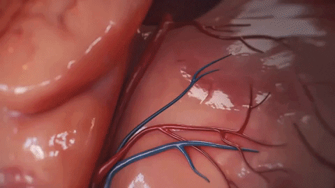 christoph-6108 giphygifmaker heart GIF