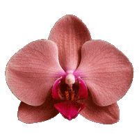 Flourishing Design Center Sticker by DTI Design Center of the Philippines