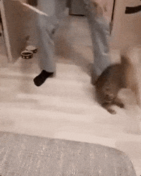 Cat Lol GIF by Worldstar Hip Hop