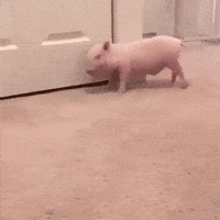 door rubbing GIF