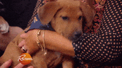 Sleepy Pit Bull GIF by Rachael Ray Show