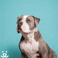 Happy Dog GIF by Best Friends Animal Society